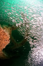 006A the steering quadrent is nearly obscured by bait fish