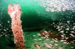 009 broken down its easy to get turned around on the wreck