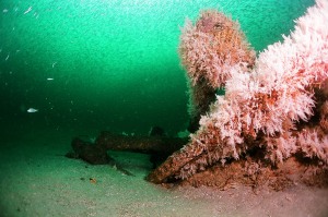 011 bow of the Peconic, twisted and buried