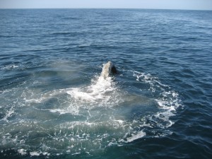 015 airlift in action