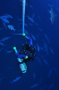 Tortugas decompression stop with Amberjacks
