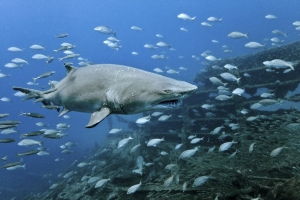 2005 North Carolina wreck trip