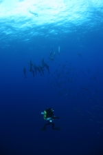 2008 Dry Tortugas with Mike Barnette and a few friends.