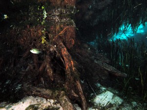 Ginnie Springs 2008