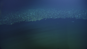 Brine pools at the bottom of the Gulf of Mexico