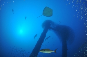 Rhein looking up at the king posts is awesome
